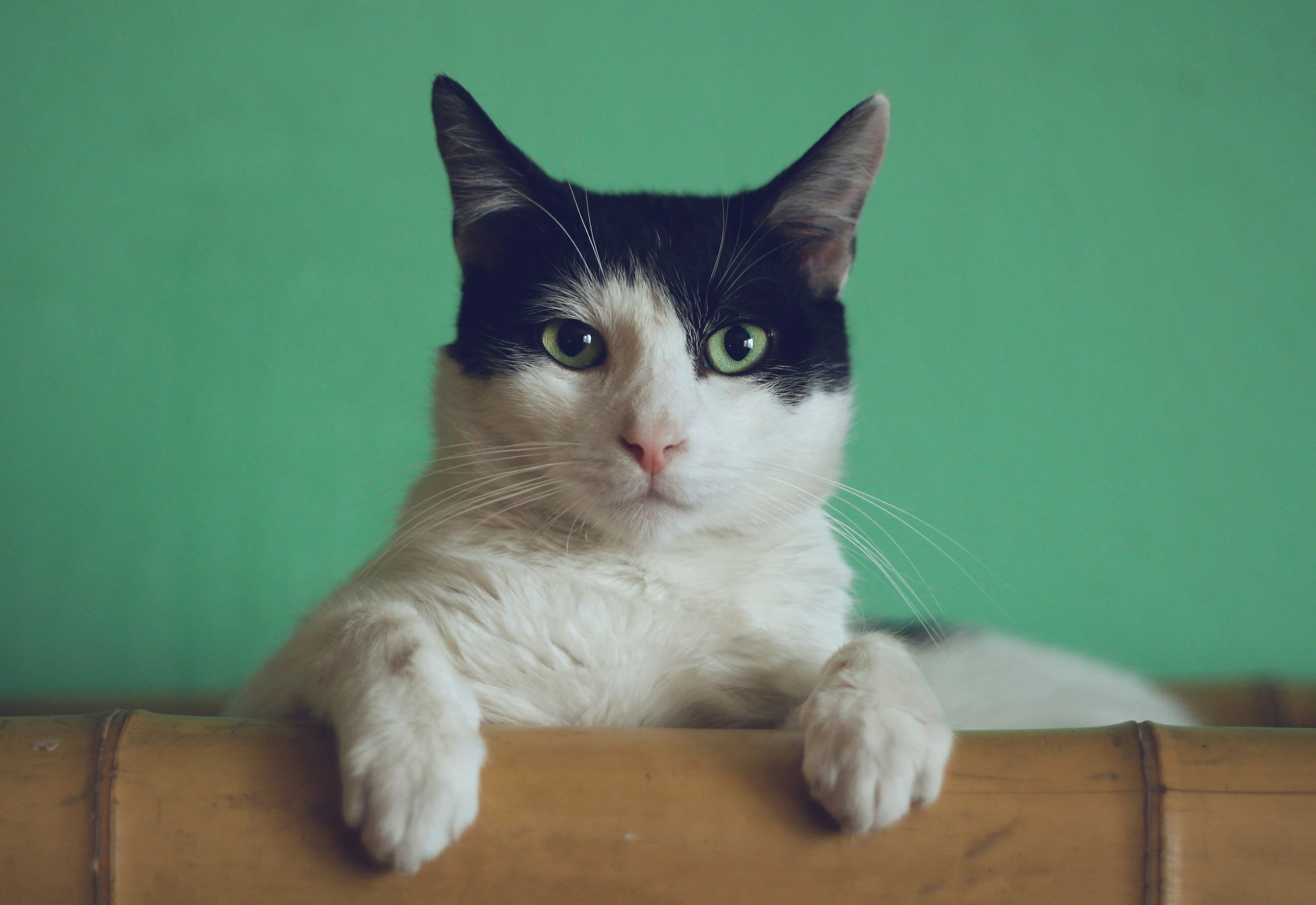 Batu